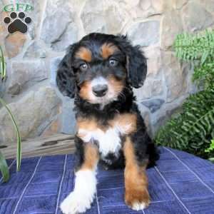 Ashe, Mini Aussiedoodle Puppy